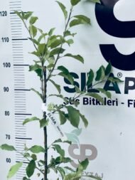 Granny Smith Elma Fidanı (2-3 Yaş, Tüplü) - Görsel 5