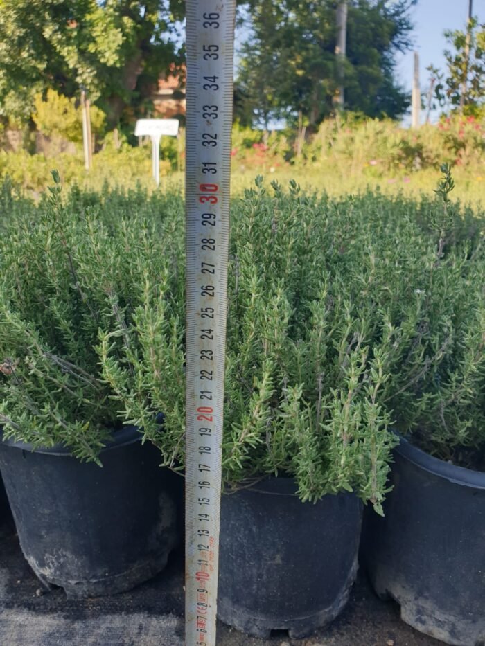 Taze Kekik Fidesi (25–35 cm) - Görsel 3