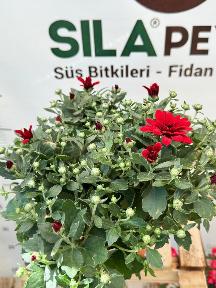 Kasımpatı – Renkli Saksı Çiçeği - Görsel 9