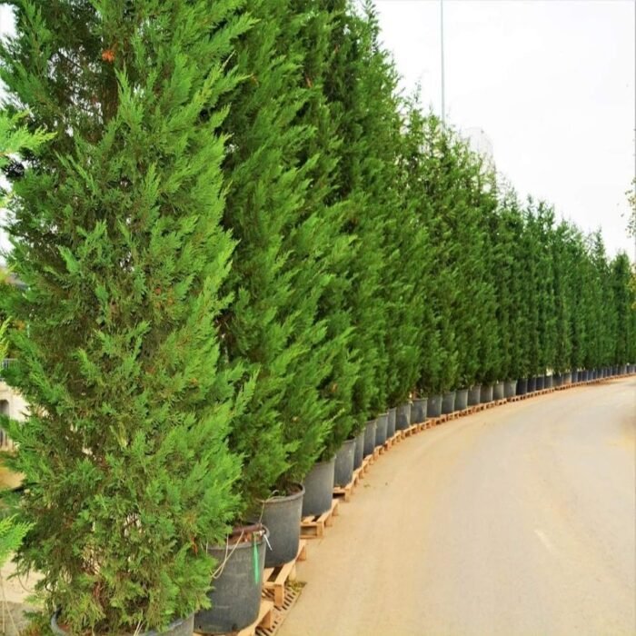 LEYLANDİ FİDANI – DOĞANIN YEŞİL DUVARI  60-80 cm - Görsel 1