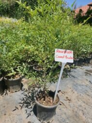 Nandina Domestica – Cennet Bambusu - Görsel 3
