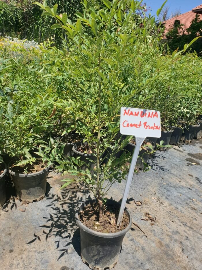 Nandina Domestica – Cennet Bambusu - Görsel 3