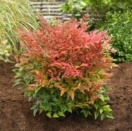 Nandina Domestica – Cennet Bambusu