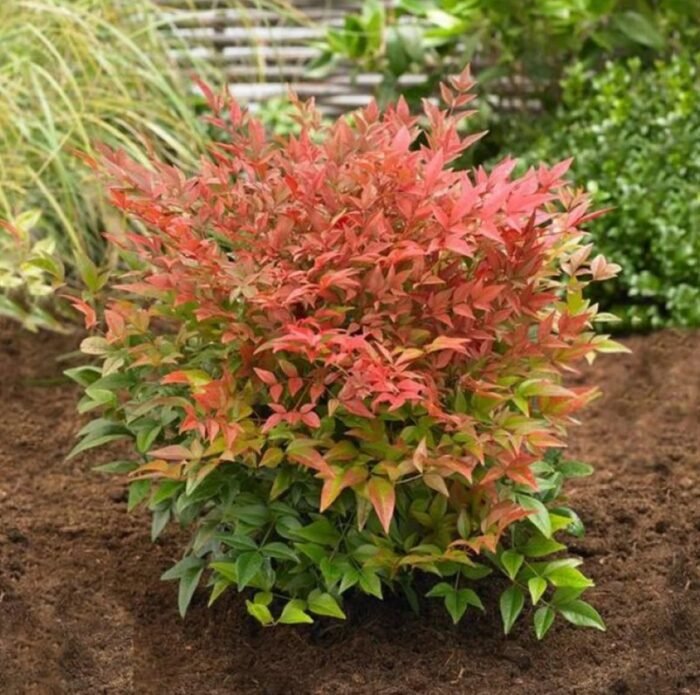 Nandina Domestica – Cennet Bambusu - Görsel 1