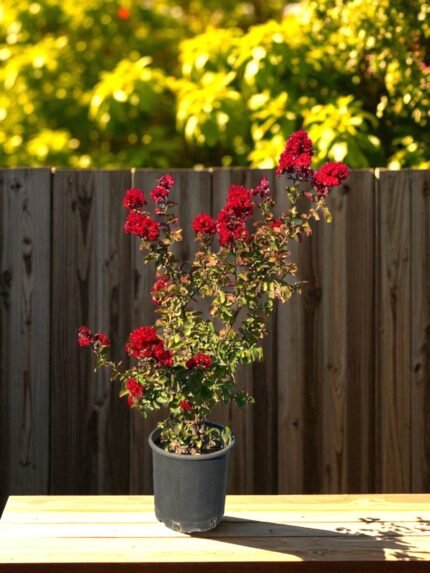 Oya Çalısı – Lagerstroemia indica (Kırmızı)