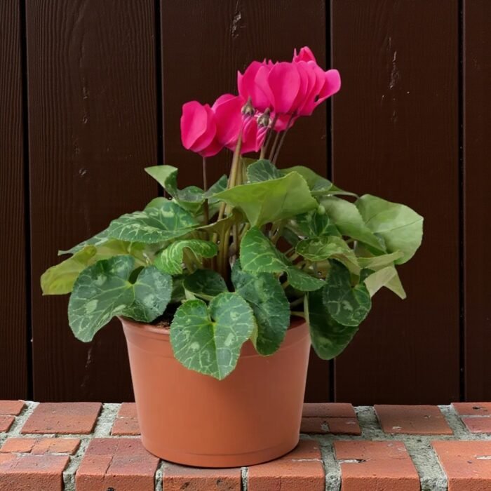 Canlı Siklamen Çiçeği – Üretim Saksısında (20-30 cm) - Görsel 7
