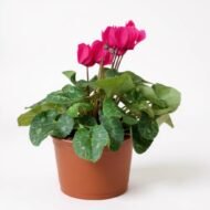 Canlı Siklamen Çiçeği – Üretim Saksısında (20-30 cm) - Görsel 8