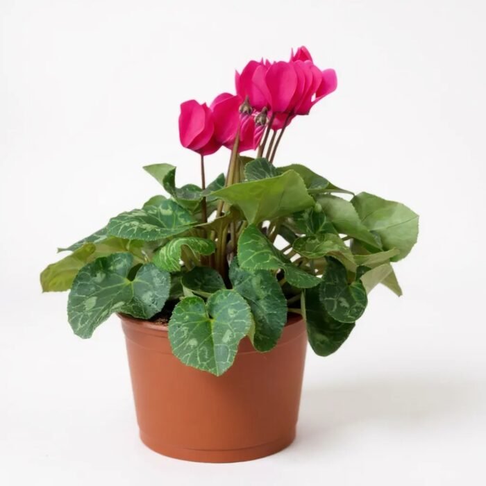 Canlı Siklamen Çiçeği – Üretim Saksısında (20-30 cm) - Görsel 8