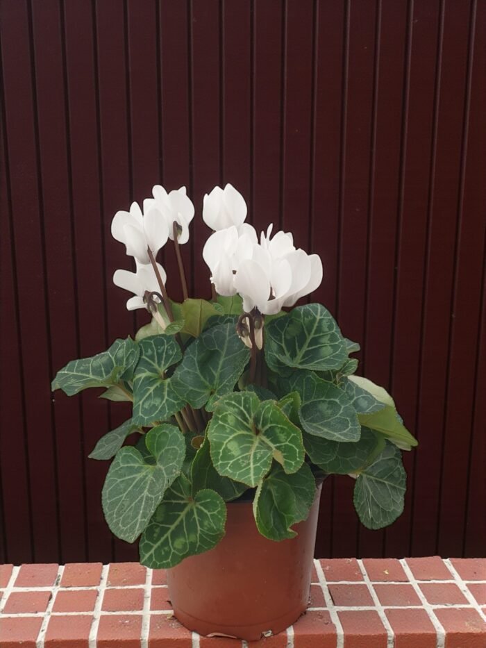 Canlı Siklamen Çiçeği – Üretim Saksısında (20-30 cm) - Görsel 6