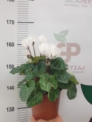 Canlı Siklamen Çiçeği – Üretim Saksısında (20-30 cm) - Görsel 3