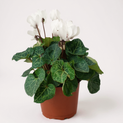Canlı Siklamen Çiçeği – Üretim Saksısında (20-30 cm)