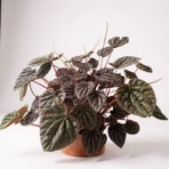 Zümrüt Dalgası Çiçeği (Peperomia Caperata) - Görsel 2
