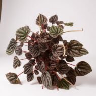 Zümrüt Dalgası Çiçeği (Peperomia Caperata)