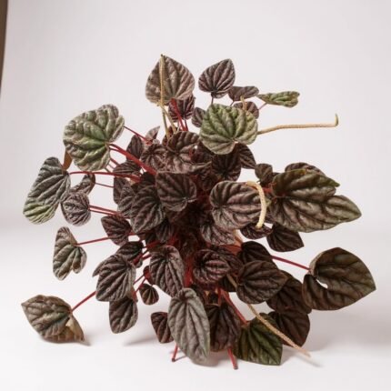 Zümrüt Dalgası Çiçeği (Peperomia Caperata)