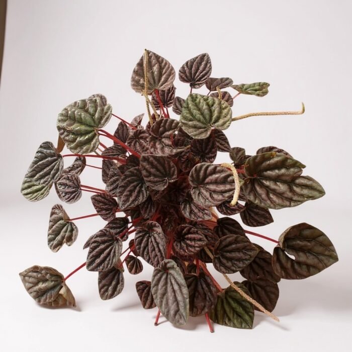 Zümrüt Dalgası Çiçeği (Peperomia Caperata) - Görsel 1