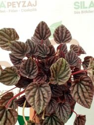 Zümrüt Dalgası Çiçeği (Peperomia Caperata) - Görsel 5