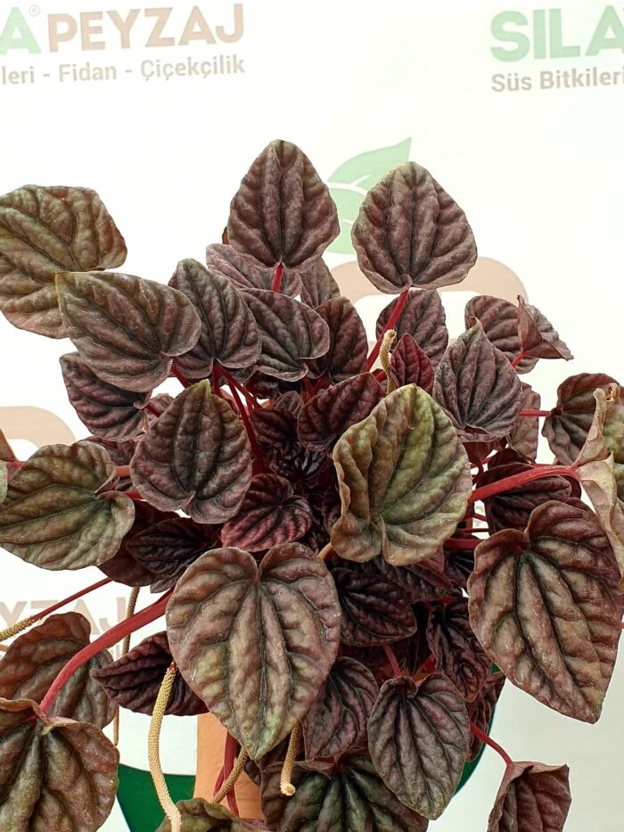 Zümrüt Dalgası Çiçeği (Peperomia Caperata) - Görsel 5