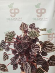 Zümrüt Dalgası Çiçeği (Peperomia Caperata) - Görsel 6