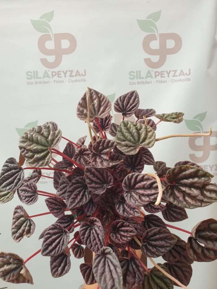 Zümrüt Dalgası Çiçeği (Peperomia Caperata) - Görsel 6