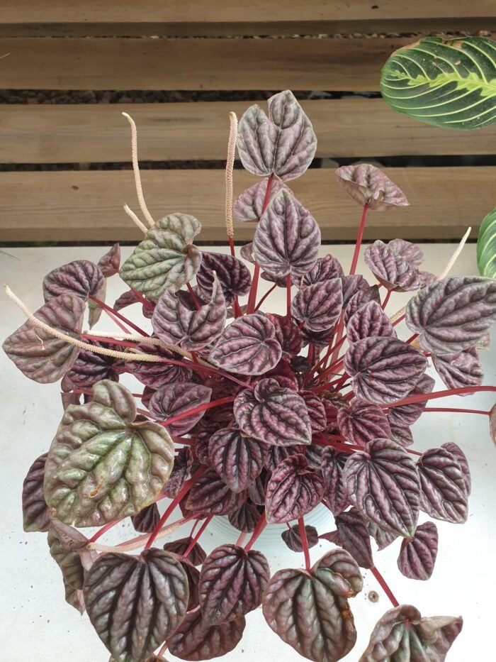 Zümrüt Dalgası Çiçeği (Peperomia Caperata) - Görsel 4