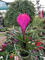 Hava Çiçeği (Tillandsia) – Topraksız Dekoratif Bitki - Görsel 3