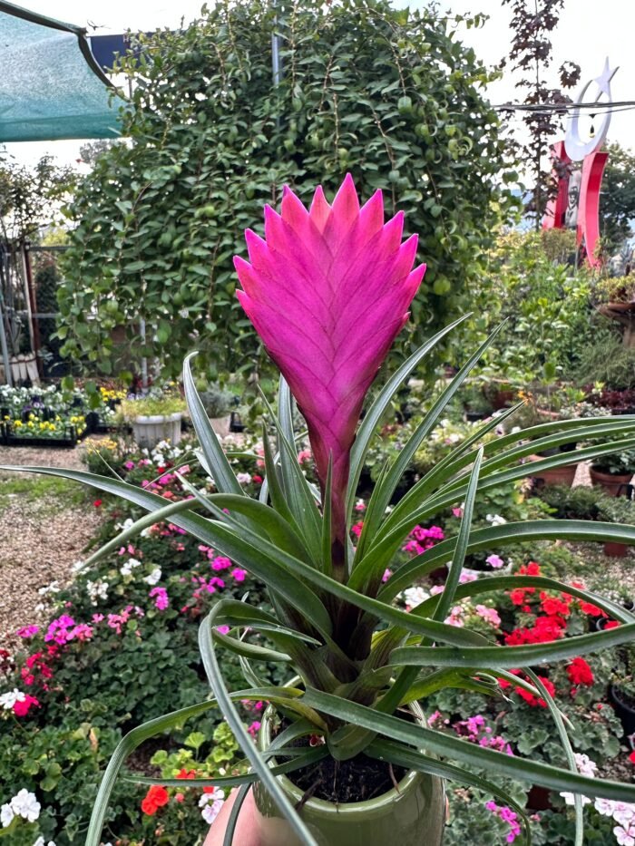 Hava Çiçeği (Tillandsia) – Topraksız Dekoratif Bitki - Görsel 3