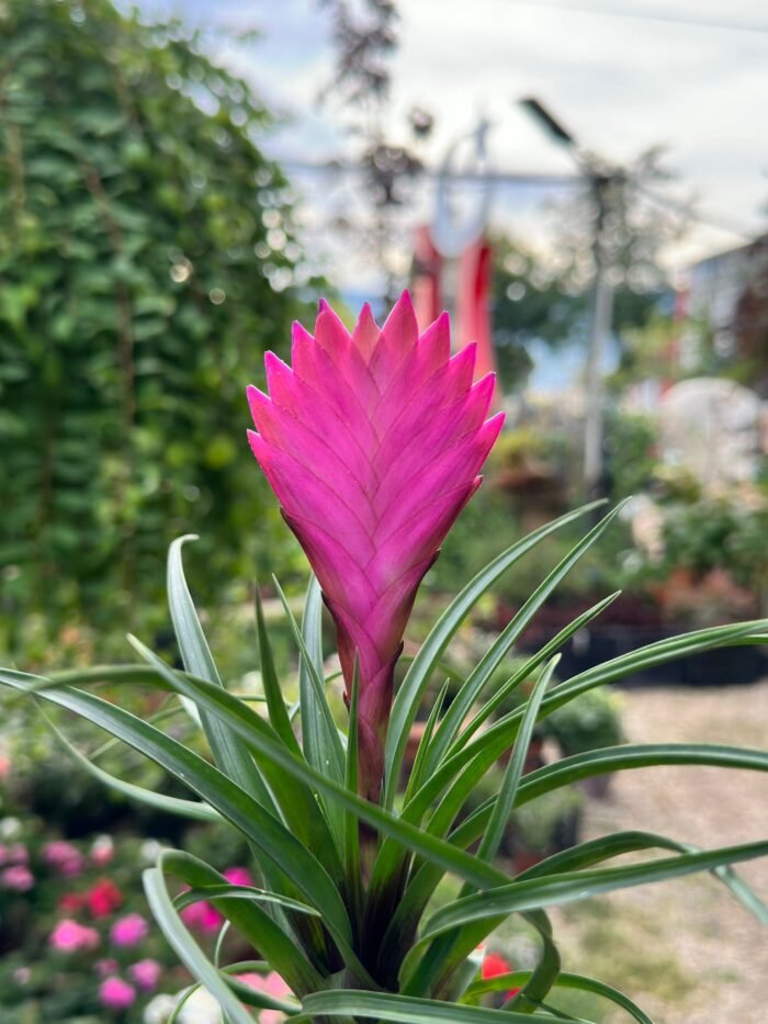 Hava Çiçeği (Tillandsia) – Topraksız Dekoratif Bitki - Görsel 2