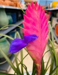 Hava Çiçeği (Tillandsia) – Topraksız Dekoratif Bitki - Görsel 4