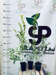 2 Yaşında Yaban Mersini Fidanı – Erken Verimli - Görsel 2
