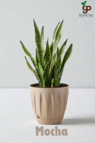 Papatya Saksı 12 Lt