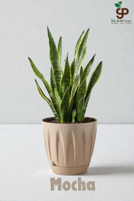 Papatya Saksı 12 Lt