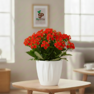 Papatya Saksı 3 LT - Görsel 2