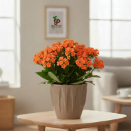 Papatya Saksı 3 LT - Görsel 4