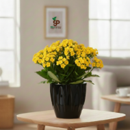 Papatya Saksı 3 LT - Görsel 5