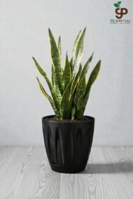 Papatya Saksı 12 Lt - Görsel 2