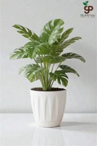 Papatya Saksı 12 Lt - Görsel 3