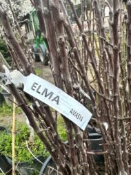 ELMA | 3 ADET - AÇIK KÖK AŞILI - YARI BODUR SET | AMASYA-GALA-GOLDEN - Görsel 5