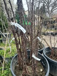 ELMA | 3 ADET - AÇIK KÖK AŞILI - YARI BODUR SET | AMASYA-GALA-GOLDEN - Görsel 4