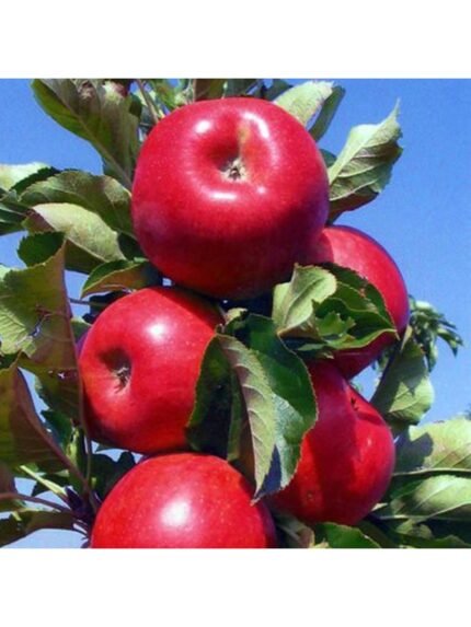 ELMA | 3 ADET - AÇIK KÖK AŞILI - YARI BODUR SET | AMASYA-GALA-GOLDEN