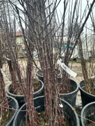 ELMA | 3 ADET - AÇIK KÖK AŞILI - YARI BODUR SET | AMASYA-GALA-GOLDEN - Görsel 2