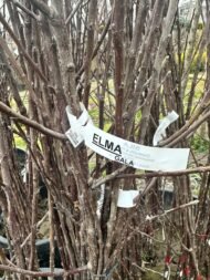 ELMA | 3 ADET - AÇIK KÖK AŞILI - YARI BODUR SET | AMASYA-GALA-GOLDEN - Görsel 7