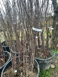 ELMA | 3 ADET - AÇIK KÖK AŞILI - YARI BODUR SET | AMASYA-GALA-GOLDEN - Görsel 6