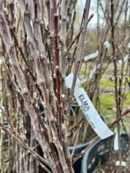 ELMA | 3 ADET - AÇIK KÖK AŞILI - YARI BODUR SET | AMASYA-GALA-GOLDEN - Görsel 9