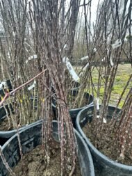 ELMA | 3 ADET - AÇIK KÖK AŞILI - YARI BODUR SET | AMASYA-GALA-GOLDEN - Görsel 8