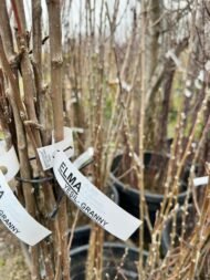 ELMA | 3 ADET - AÇIK KÖK AŞILI - YARI BODUR SET | AMASYA-GALA-GOLDEN - Görsel 11