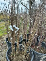 ELMA | 3 ADET - AÇIK KÖK AŞILI - YARI BODUR SET | AMASYA-GALA-GOLDEN - Görsel 10